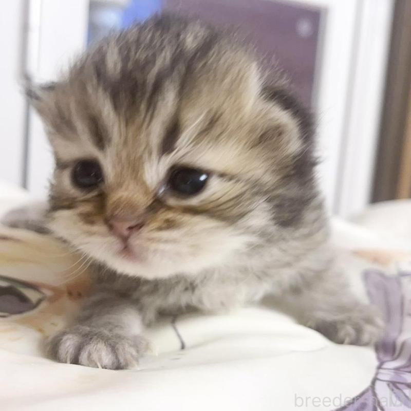 販売中の千葉県のペルシャ(チンチラ)-130678