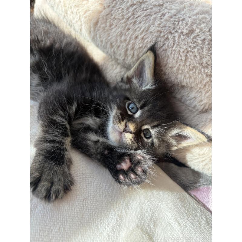 販売中の高知県のメインクーン-130679の6枚目