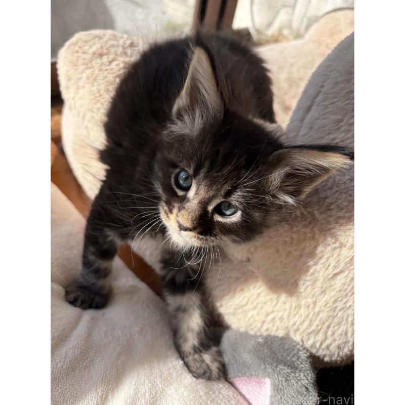 販売中の高知県のメインクーン-130679の5枚目