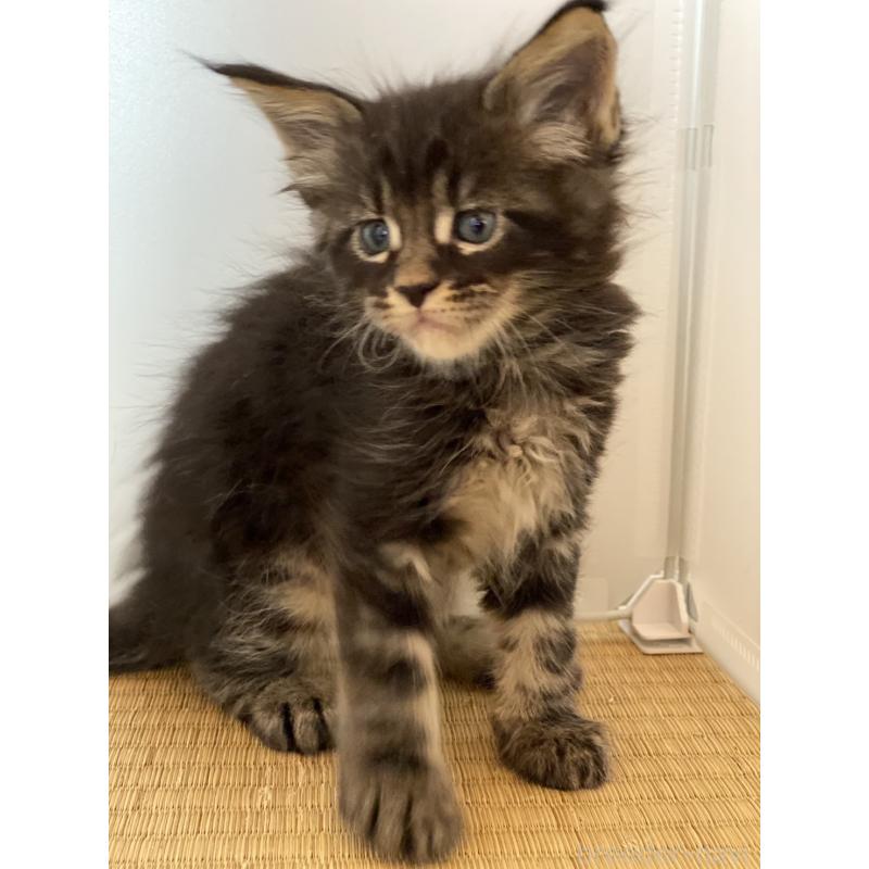 販売中の高知県のメインクーン-130679の4枚目