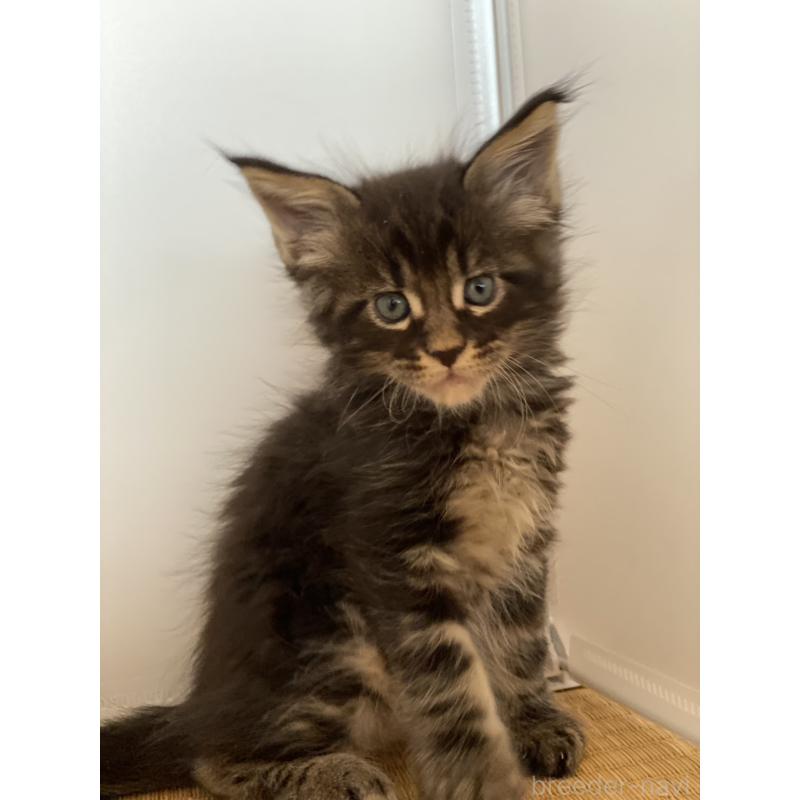 販売中の高知県のメインクーン-130679の3枚目