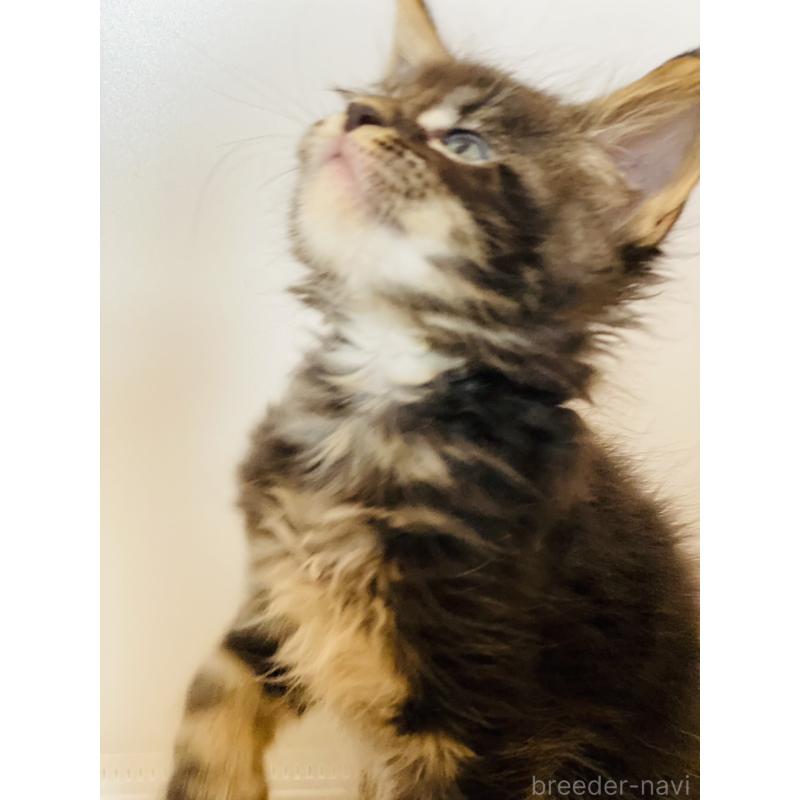 販売中の高知県のメインクーン-130679の2枚目