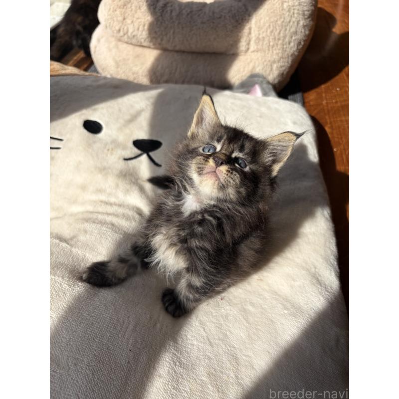 販売中の高知県のメインクーン-130680の5枚目