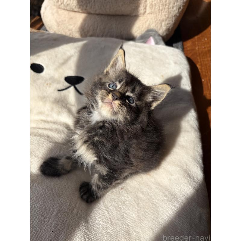 販売中の高知県のメインクーン-130680の4枚目