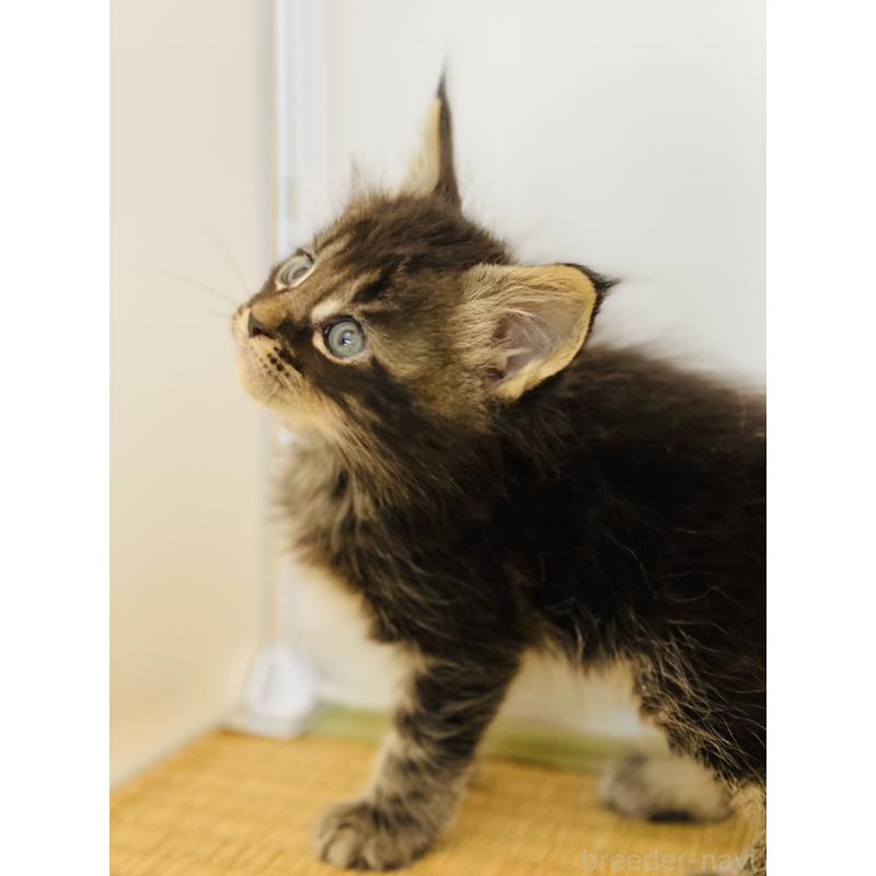 販売中の高知県のメインクーン-130680の3枚目