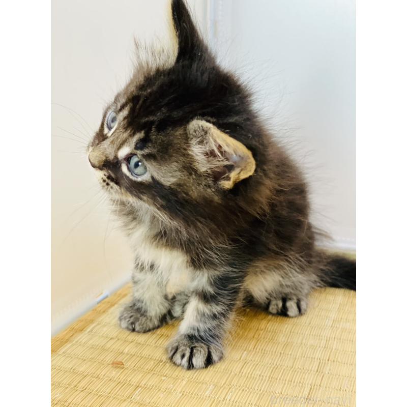 販売中の高知県のメインクーン-130680の2枚目