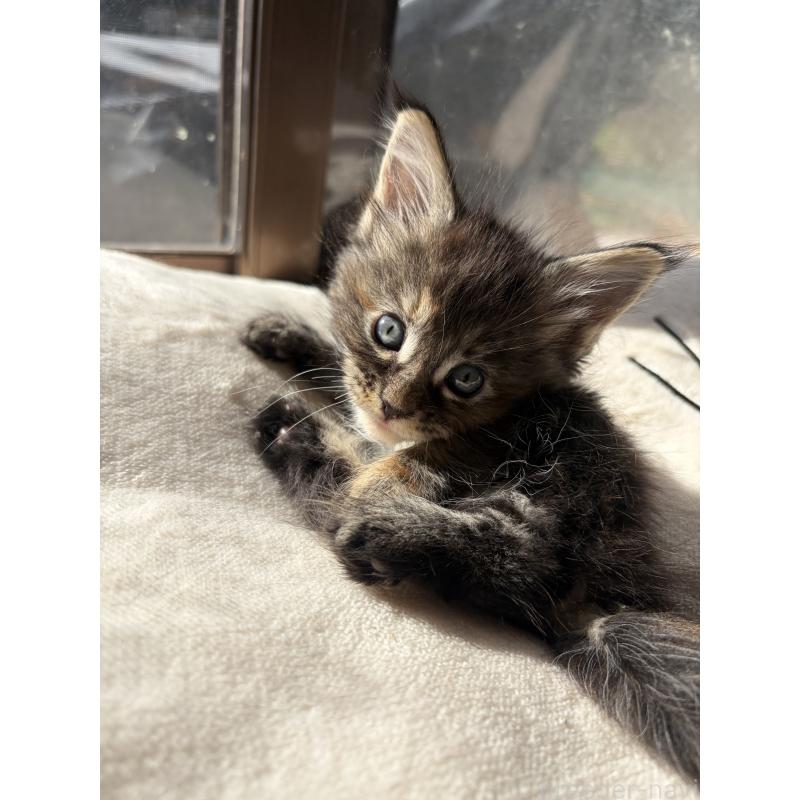 販売中の高知県のメインクーン-130681の5枚目