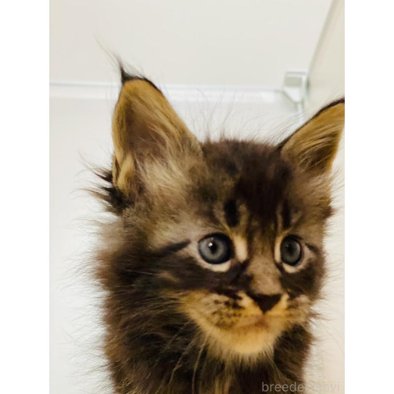 販売中の高知県のメインクーン-130681の4枚目