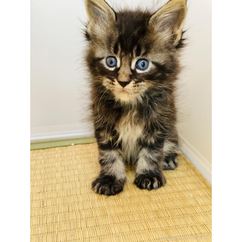 販売中の高知県のメインクーン-130681の3枚目