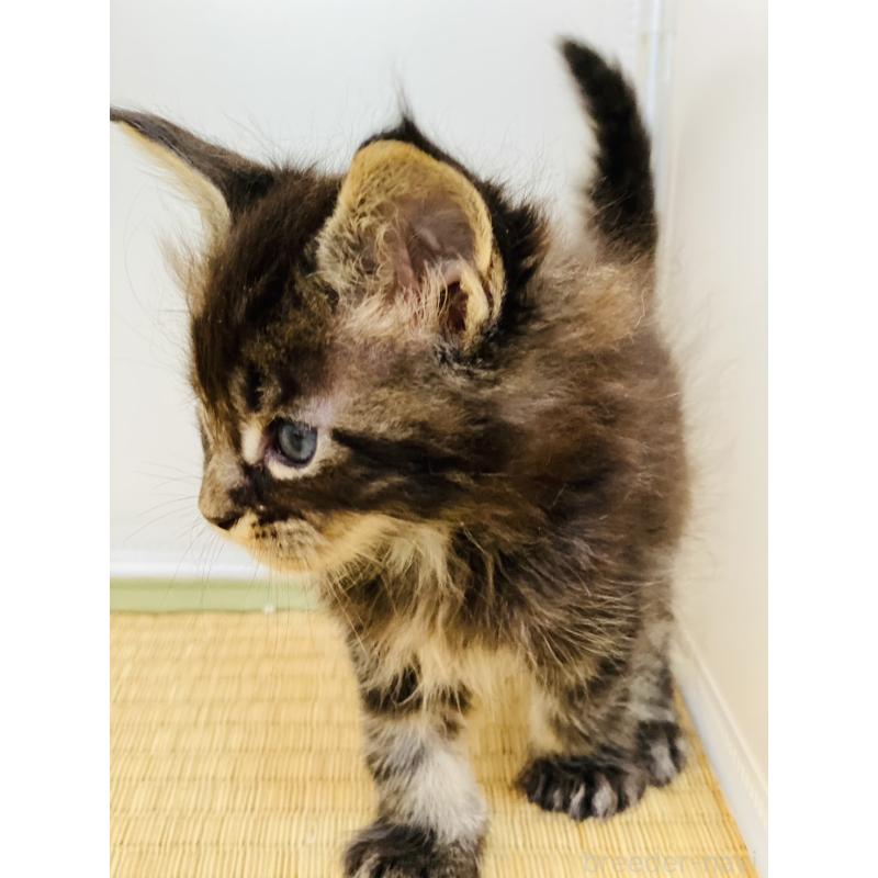 販売中の高知県のメインクーン-130681の2枚目