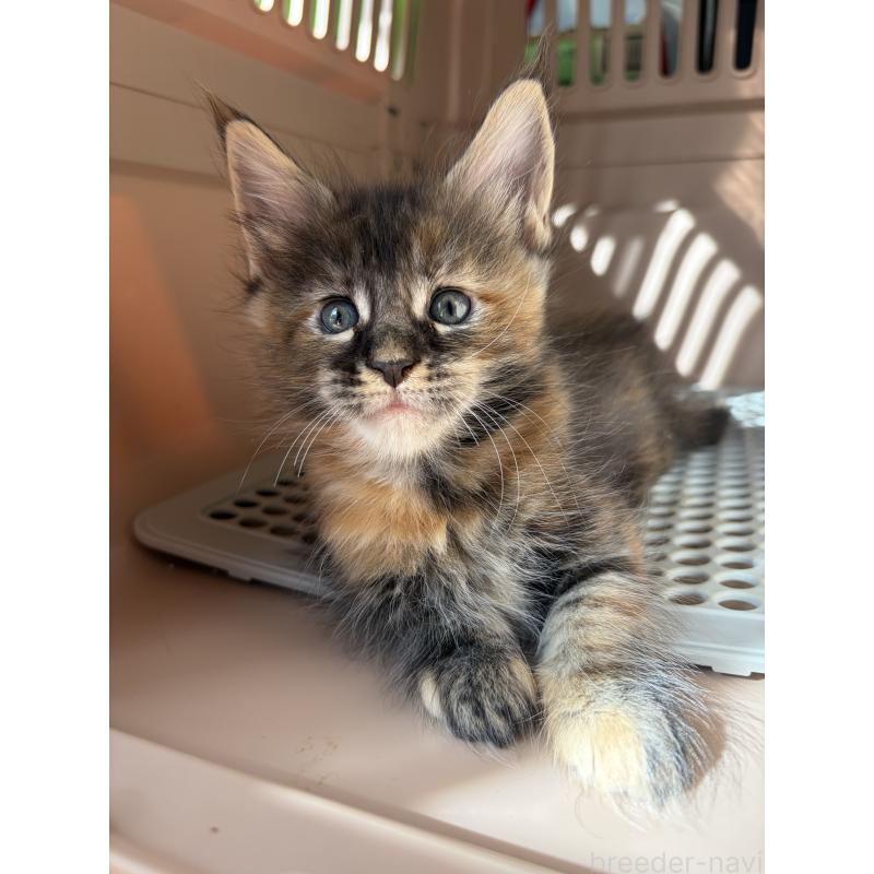 販売中の高知県のメインクーン-130682の5枚目