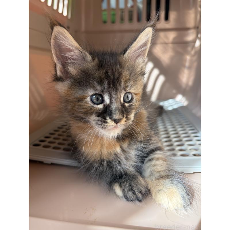 販売中の高知県のメインクーン-130682の4枚目