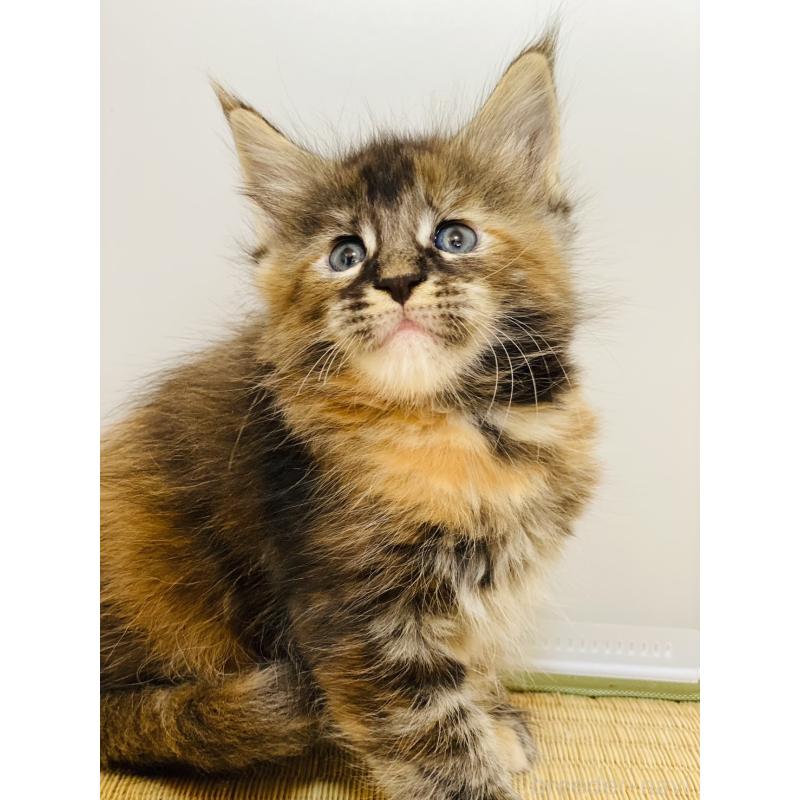 販売中の高知県のメインクーン-130682の3枚目