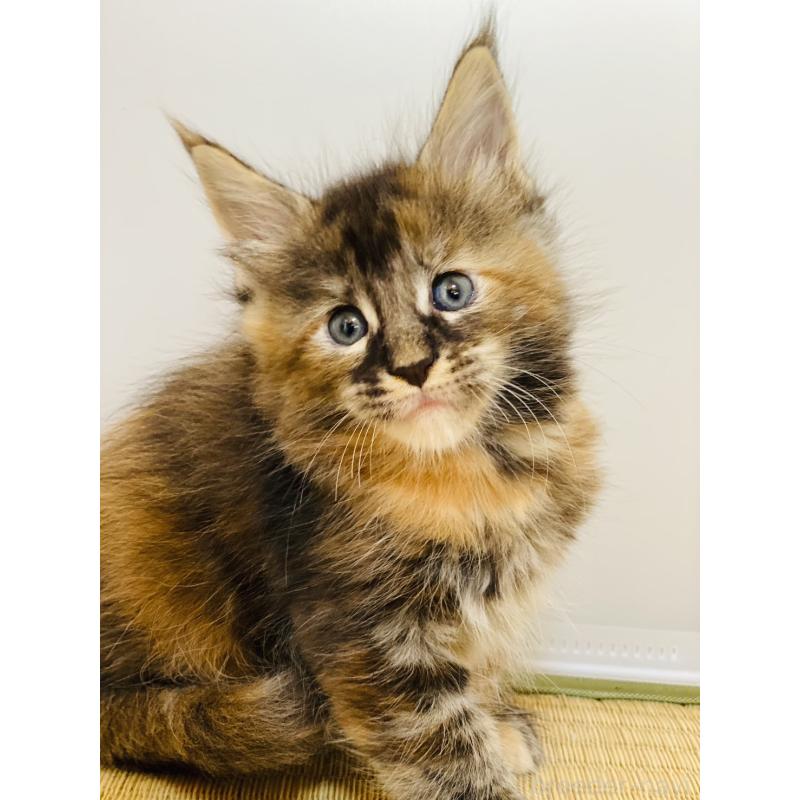 販売中の高知県のメインクーン-130682の2枚目