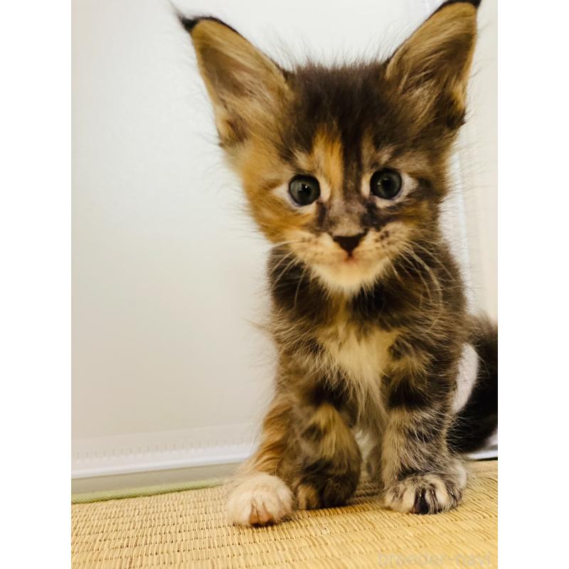 販売中の高知県のメインクーン-130683の4枚目