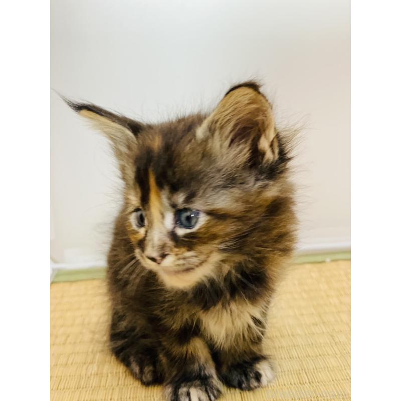 販売中の高知県のメインクーン-130683の2枚目