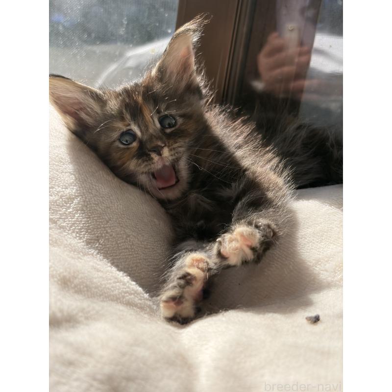 販売中の高知県のメインクーン-130684の5枚目