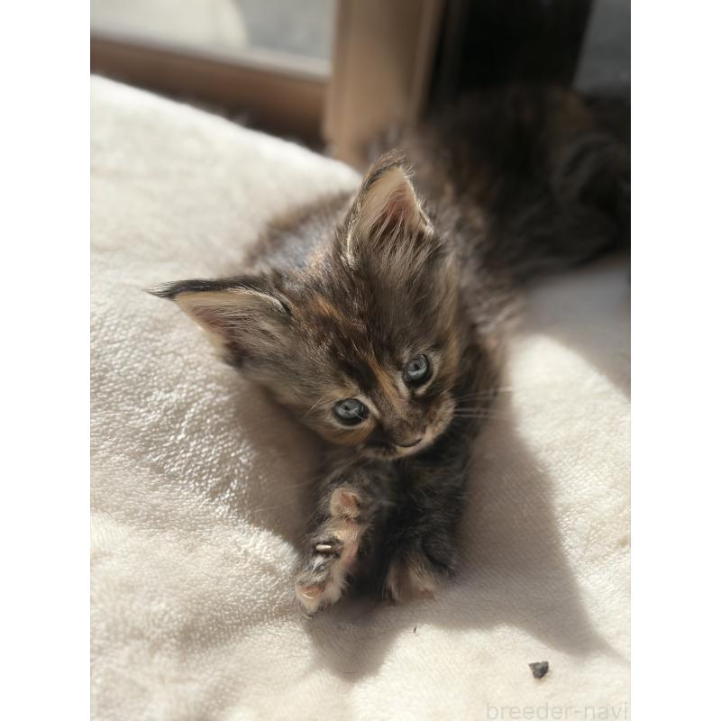 販売中の高知県のメインクーン-130684の3枚目