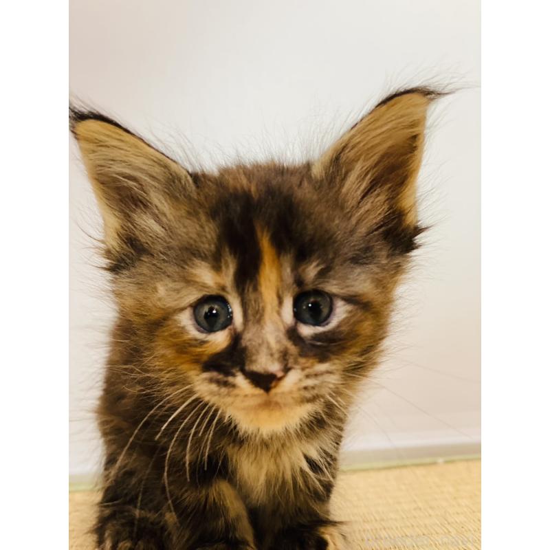 販売中の高知県のメインクーン-130684の2枚目