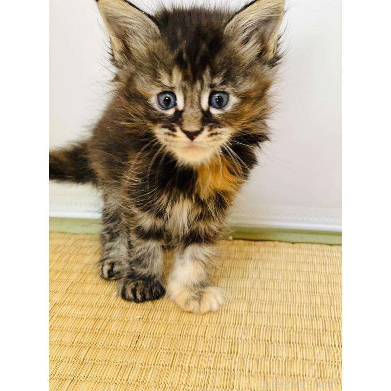 販売中の高知県のメインクーン-130685の5枚目