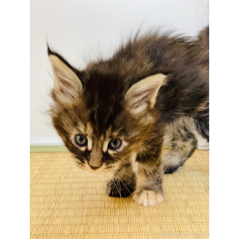 販売中の高知県のメインクーン-130685の4枚目