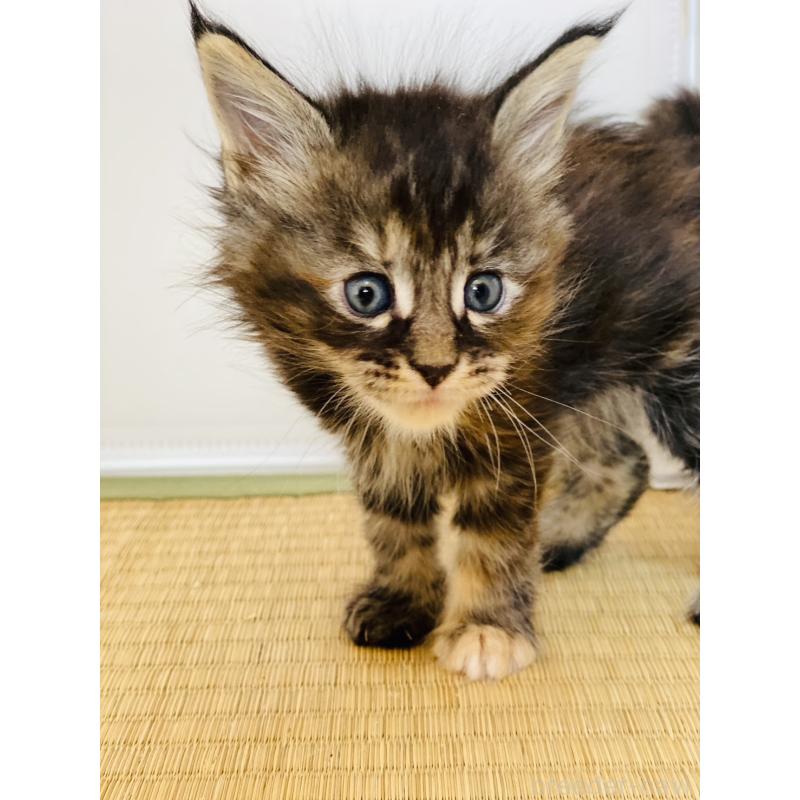 販売中の高知県のメインクーン-130685の3枚目