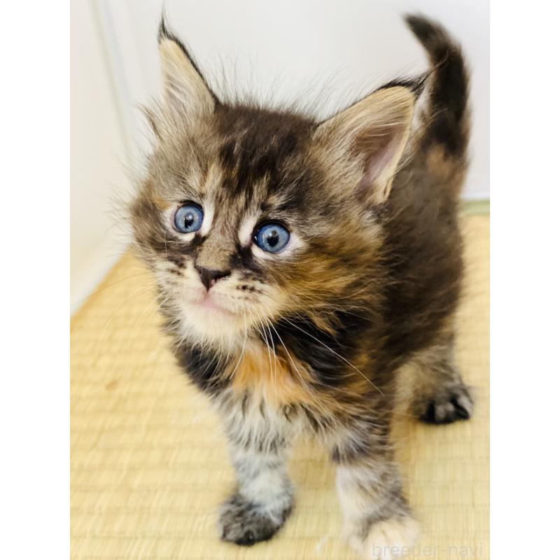 販売中の高知県のメインクーン-130685の2枚目