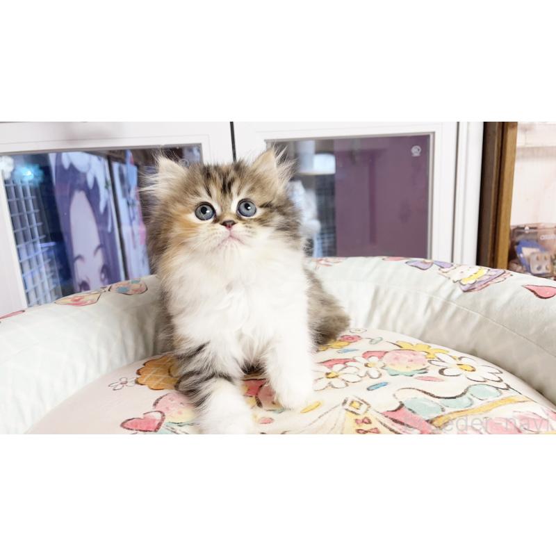 販売中の千葉県のミヌエット-130686の4枚目