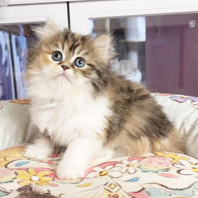 販売中の千葉県のミヌエット-130686