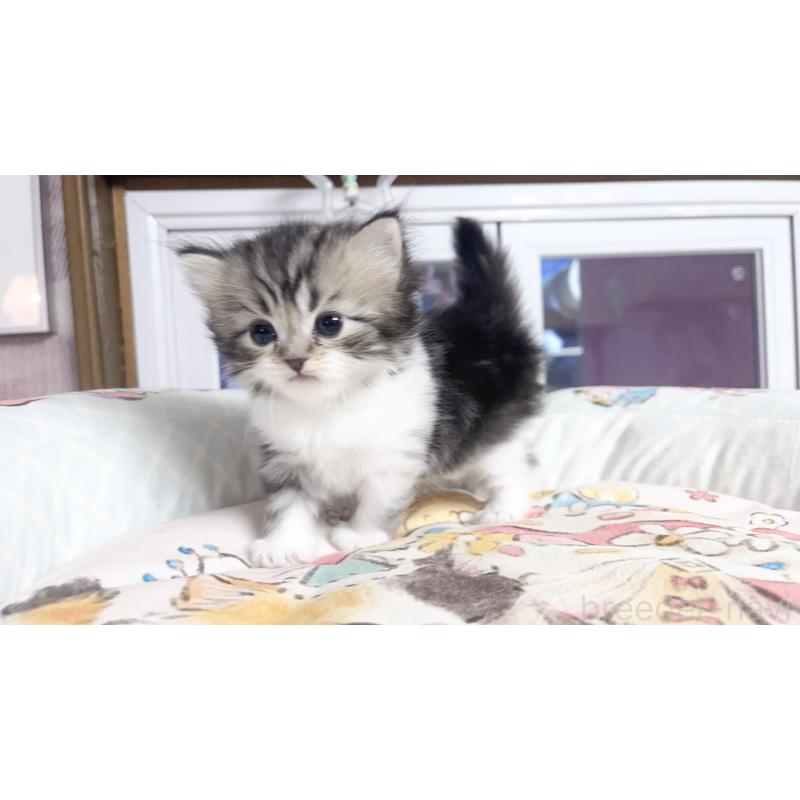 販売中の千葉県のマンチカン-130687の4枚目