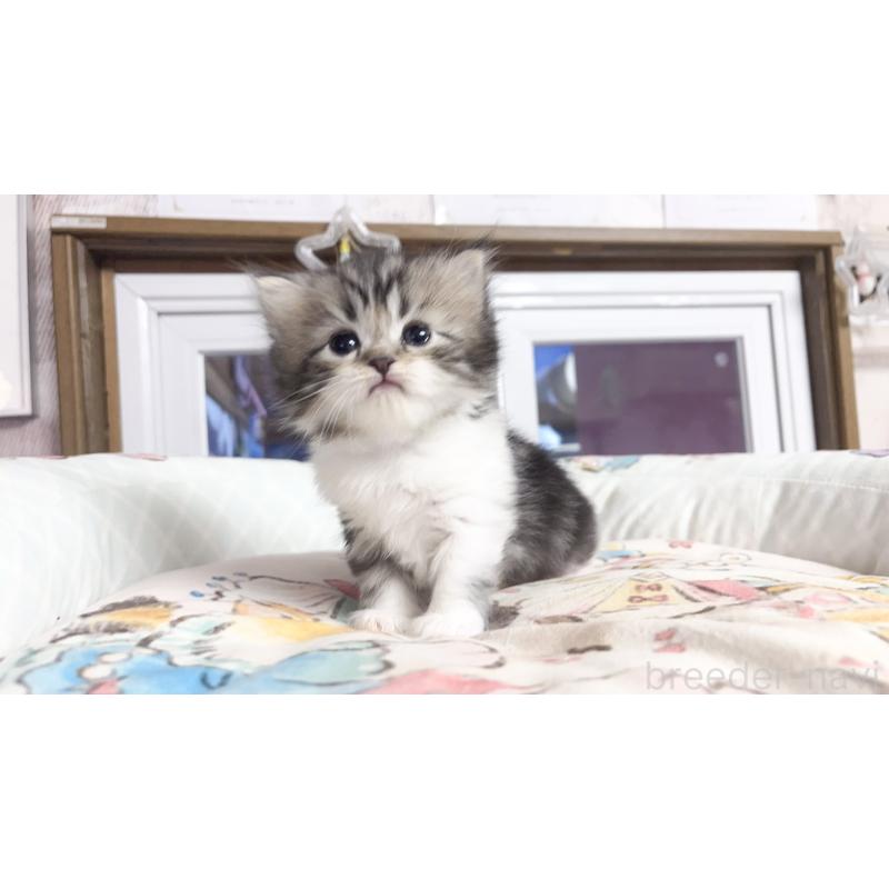 販売中の千葉県のマンチカン-130687の2枚目