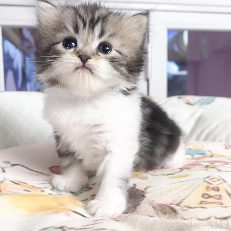 販売中の千葉県のマンチカン-130687の1枚目