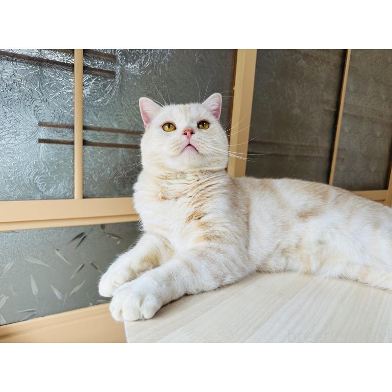 販売中の千葉県のマンチカン-125619の5枚目