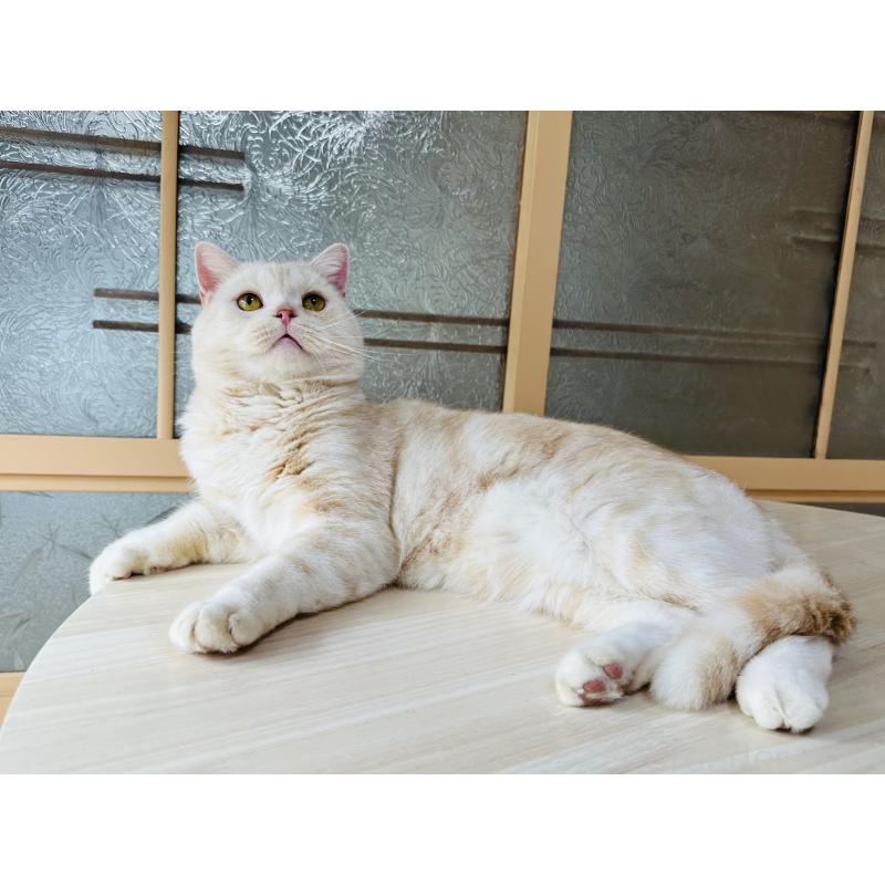 販売中の千葉県のマンチカン-125619の4枚目