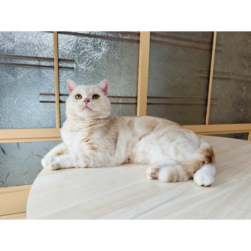 販売中の千葉県のマンチカン-125619の3枚目