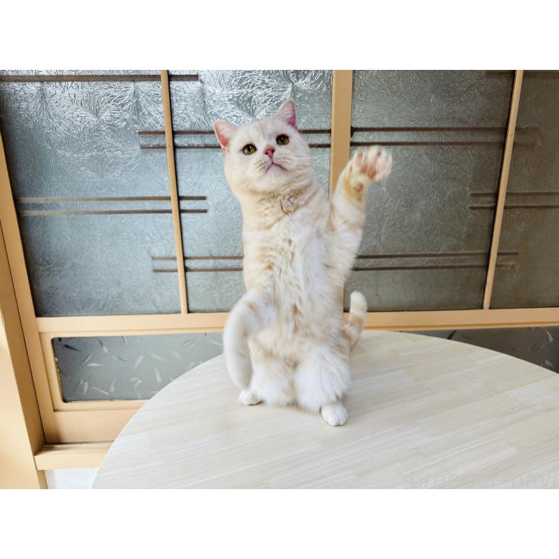 販売中の千葉県のマンチカン-125619の2枚目