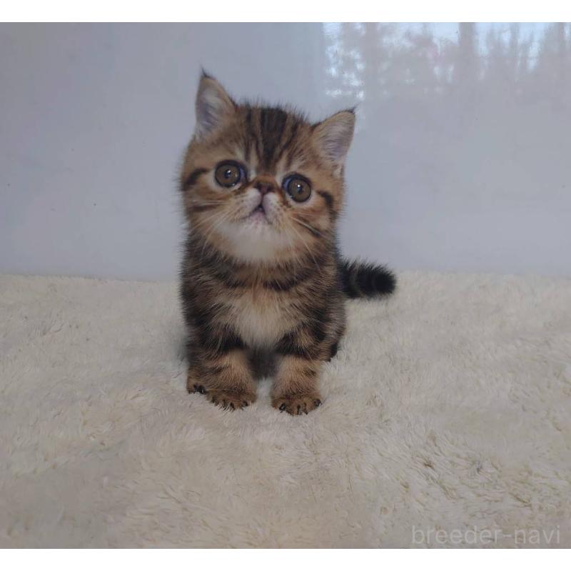 販売中の岡山県のエキゾチックショートヘア-130688の5枚目