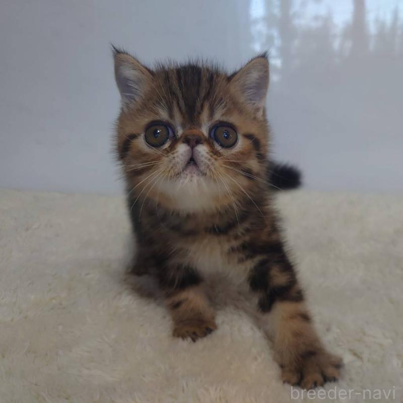 販売中の岡山県のエキゾチックショートヘア-130688の4枚目