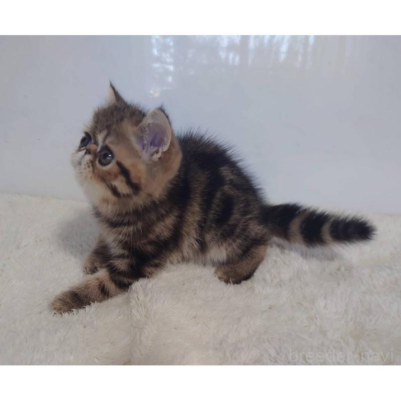 販売中の岡山県のエキゾチックショートヘア-130688の3枚目