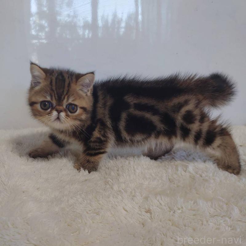 販売中の岡山県のエキゾチックショートヘア-130688の2枚目