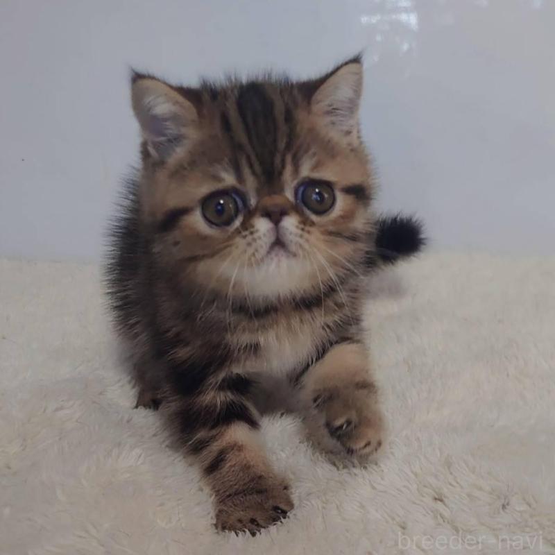 販売中の岡山県のエキゾチックショートヘア-130688の1枚目