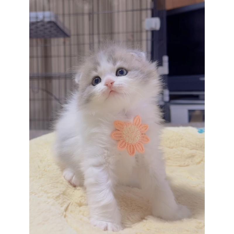 販売中の岐阜県のスコティッシュフォールド(折れ耳)-130689の7枚目