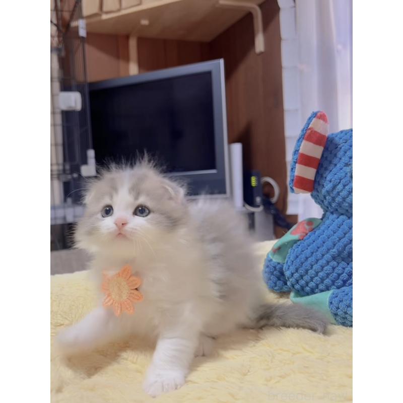 販売中の岐阜県のスコティッシュフォールド(折れ耳)-130689の6枚目