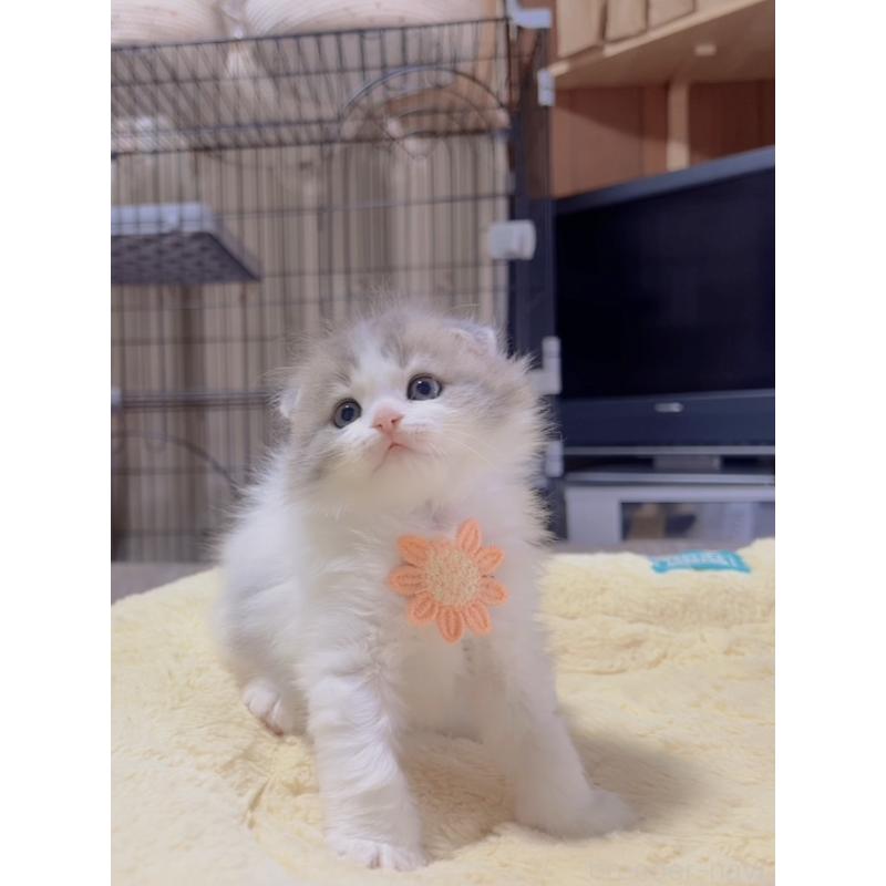販売中の岐阜県のスコティッシュフォールド(折れ耳)-130689の4枚目