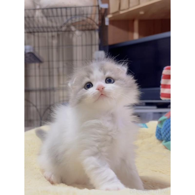 販売中の岐阜県のスコティッシュフォールド(折れ耳)-130689の2枚目