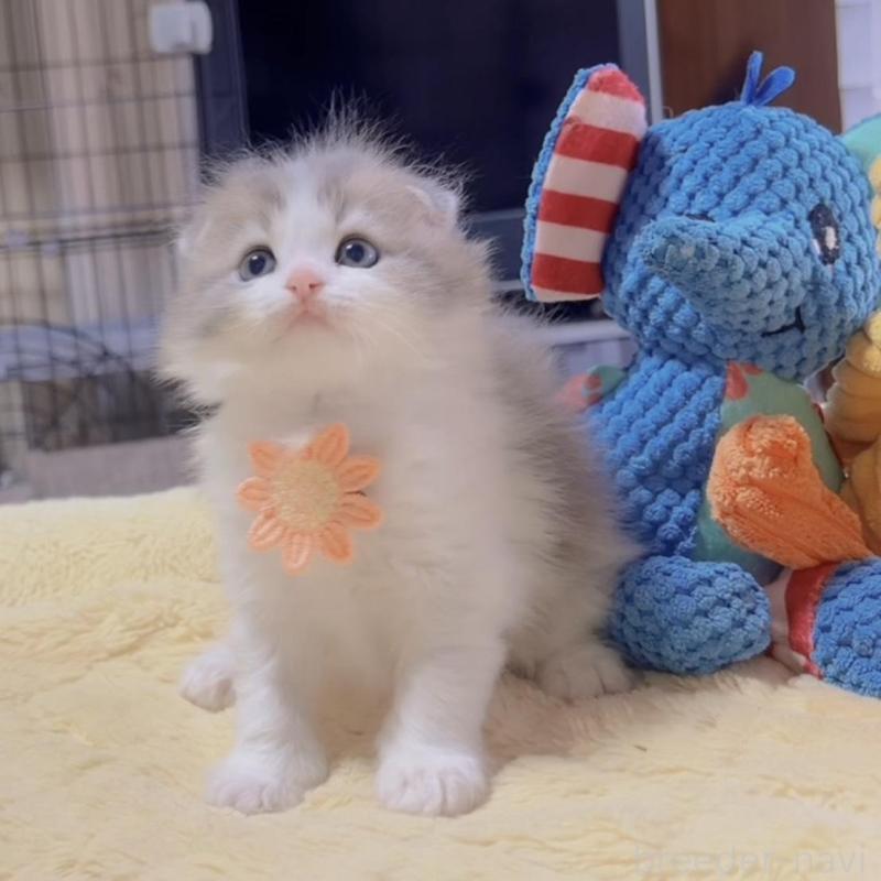 販売中の岐阜県のスコティッシュフォールド(折れ耳)-130689の1枚目