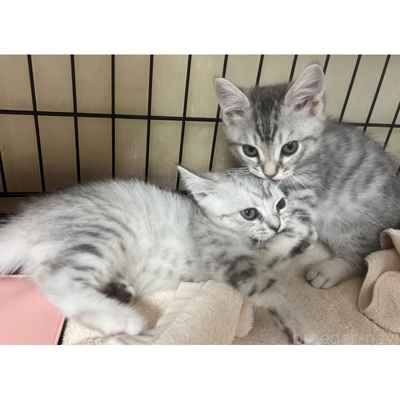 販売中の福岡県のスコティッシュフォールド-128901の3枚目