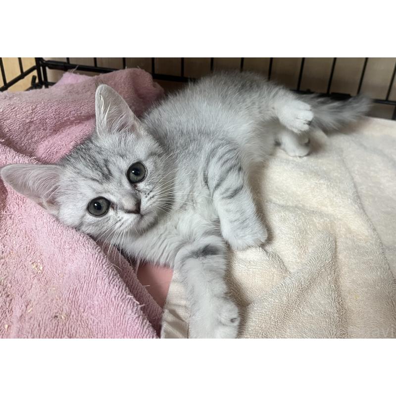 販売中の福岡県のスコティッシュフォールド-128901の2枚目