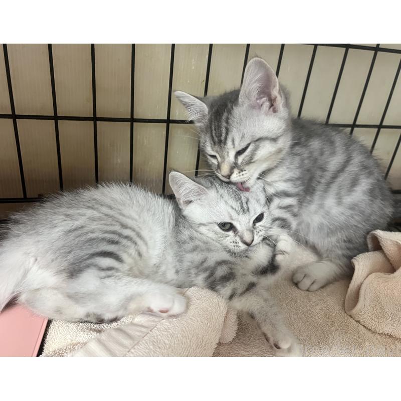 成約済の福岡県のスコティッシュフォールド-128900の7枚目