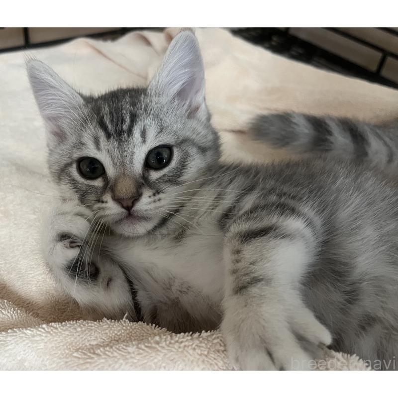 成約済の福岡県のスコティッシュフォールド-128900の6枚目